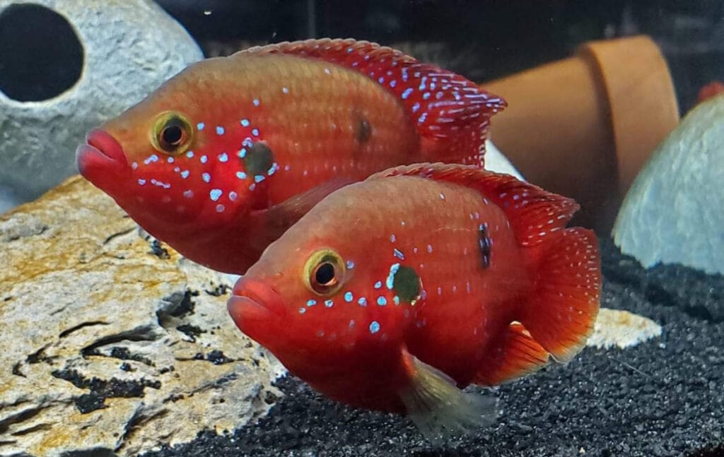 Hemichromis bimaculatus Red Jewel Cichlid