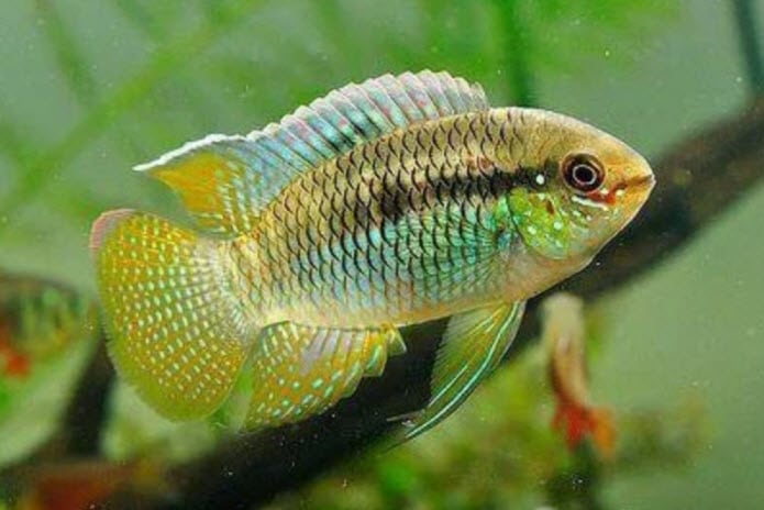 Laetacara curviceps - Dwarf Flag Acara