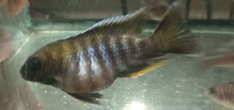 Malawi Bloat in a Mbuna