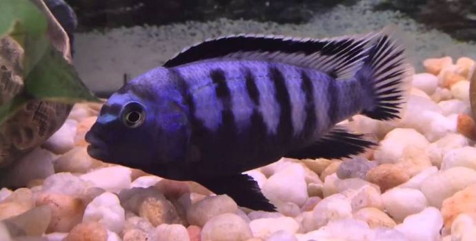 Malawi Bloat in a mbuna