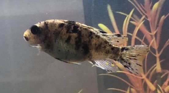 Malawi Bloat