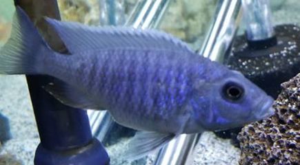 Malawi Bloat