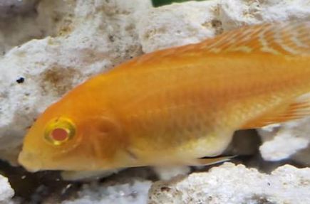 Malawi bloat