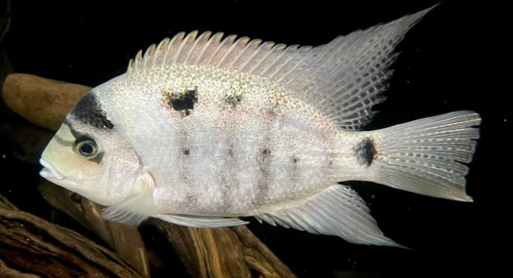 Maskaheros argenteus