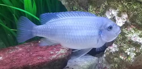 Mbuna with Malawi Bloat