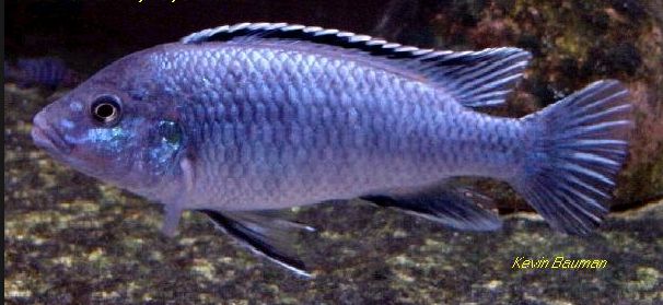 Melanochromis joanjohnsonae