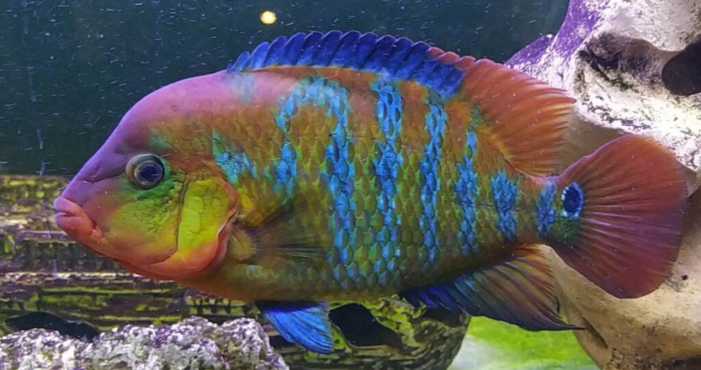 Mesoheros festae Red Terror Cichlid