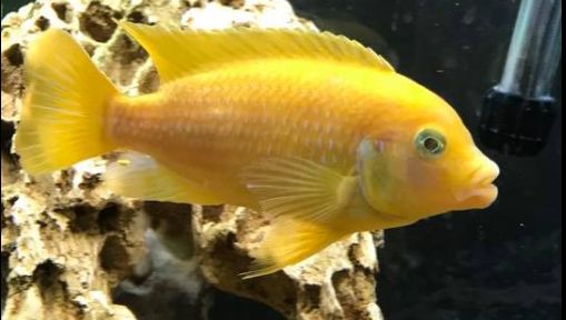 Metriaclima estherae Yellow Zebra