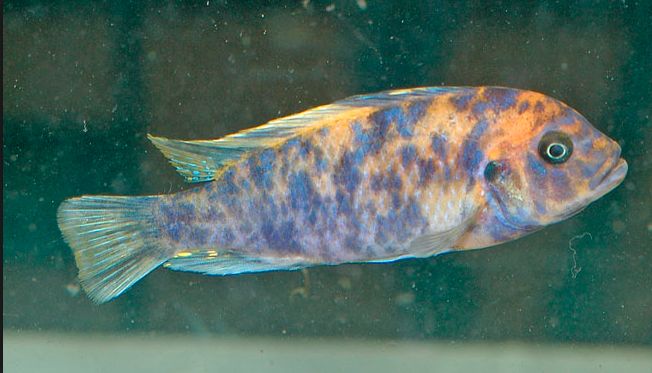 Metriaclima estherae Zebra OB Morph