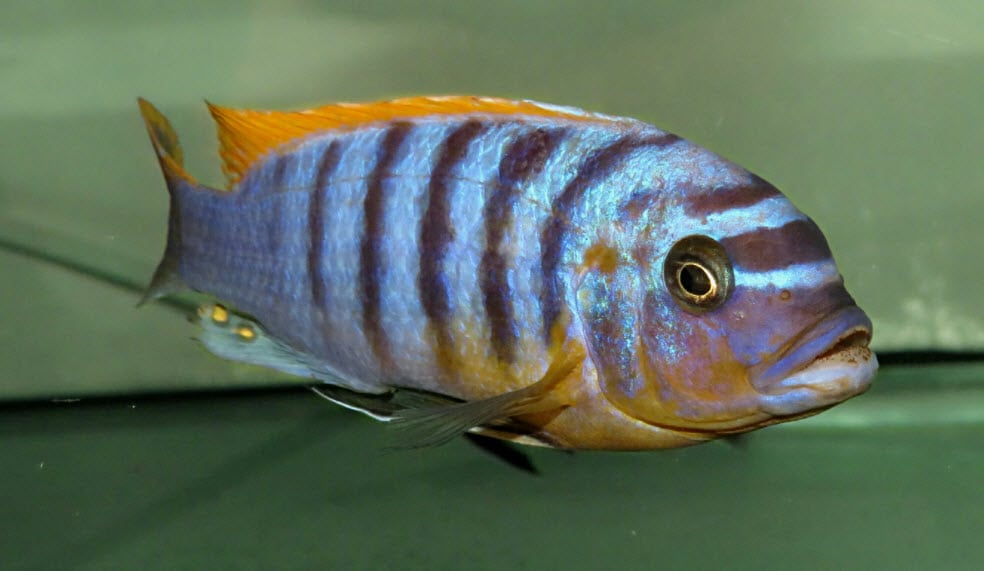Metriaclima fainzilberi - Lundo Red Top