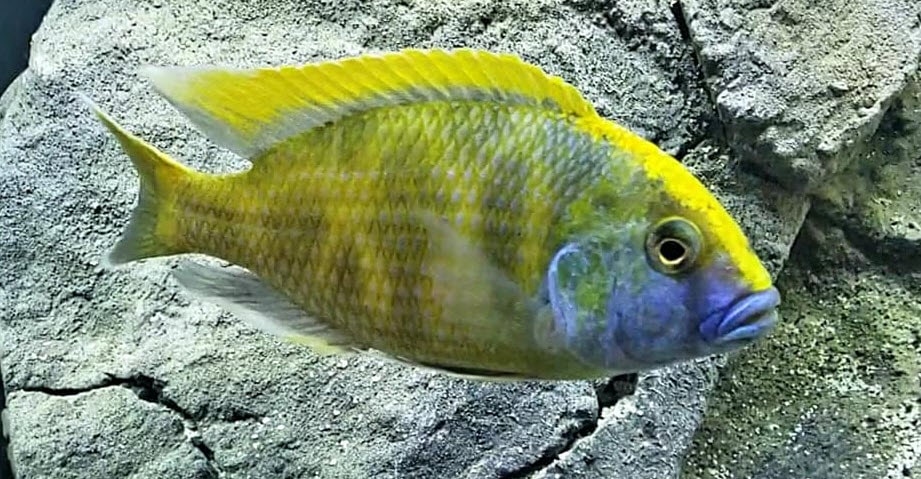 Nimbochromis Venustus, Giraffe cichlid