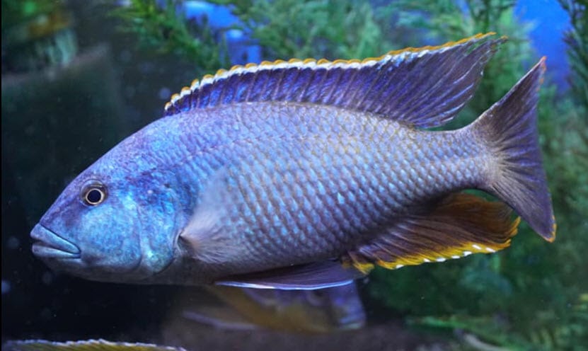 Nimbochromis livingstoni