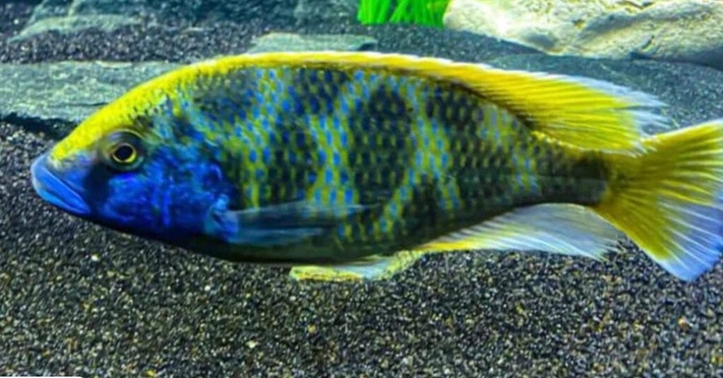 Nimbochromis venustus
