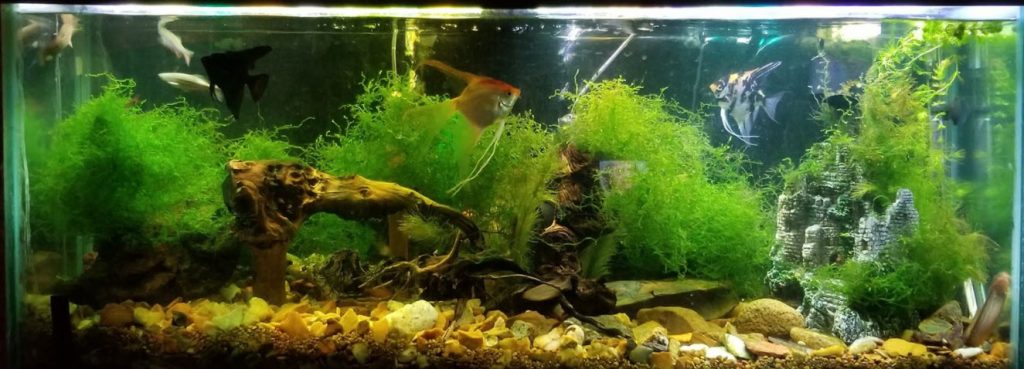 6.3. Overfiltratie in een aquarium