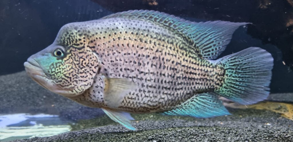 Parachromis Dovii Wolf Cichlid