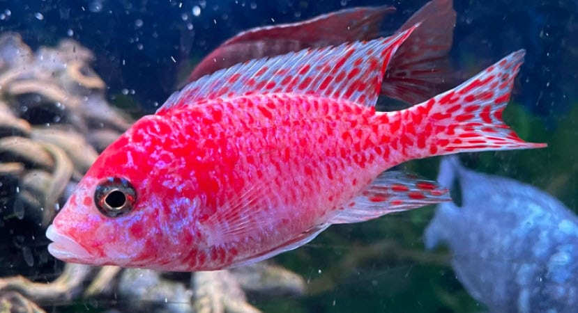 Peacock Pink Hybrid