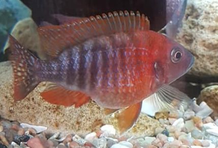 Peacock with malawi bloat