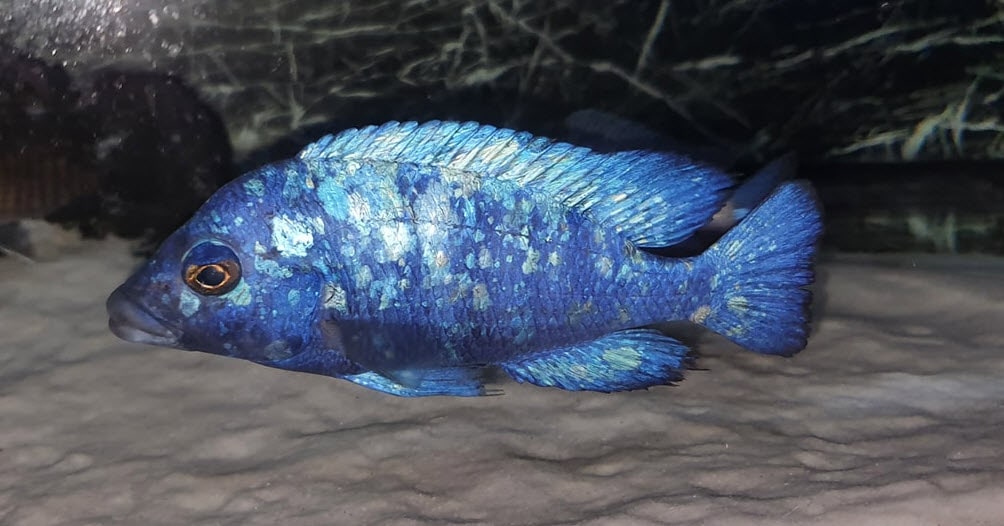 Placidochromis sp. Phenochilus Tanzania