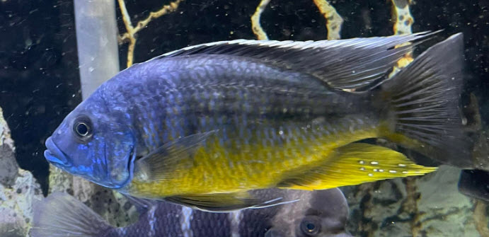 Protomelas sp. Spilonotus Tanzania