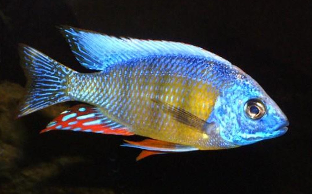 Protomelas sp. Steveni Taiwan