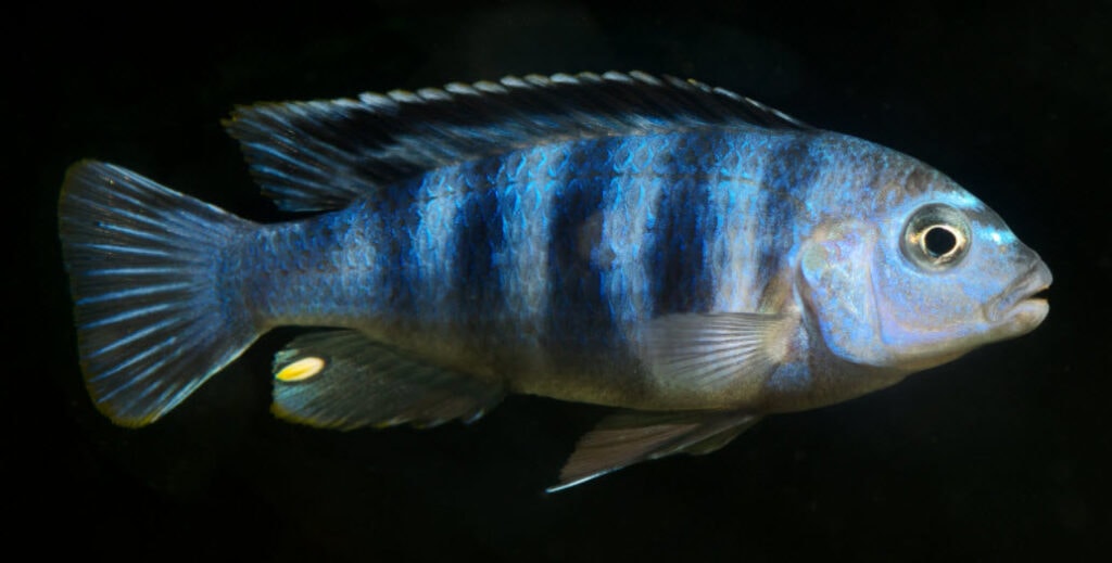 Pseudotropheus saulosi