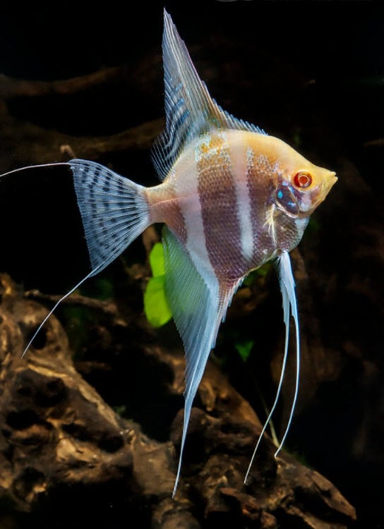 Pterophyllum scalare Albino Dante Angelfish