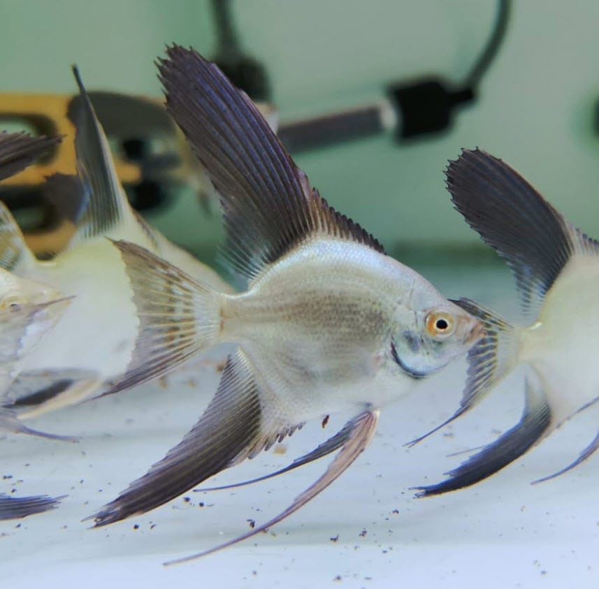 Pterophyllum scalare Bulgarian Angelfish