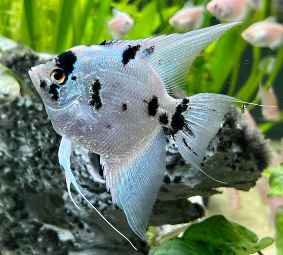 Pterophyllum scalare - Panda Angelfish