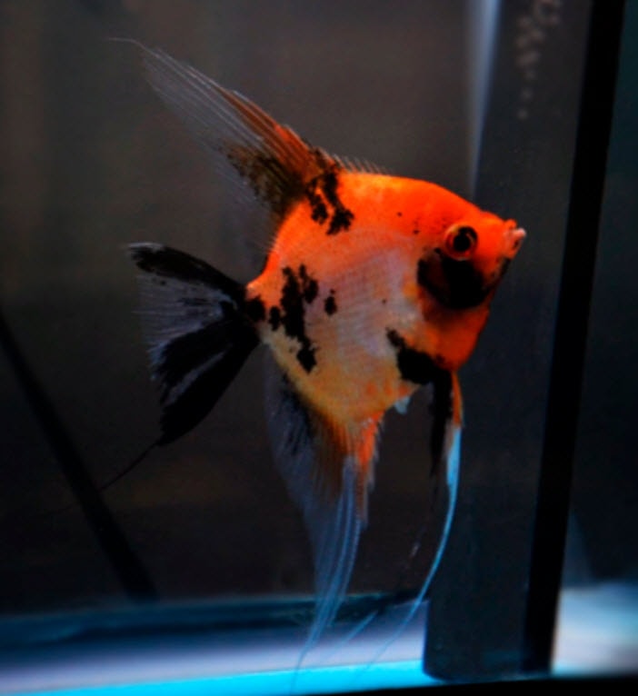 Pterophyllum scalare Red Devil Angelfish