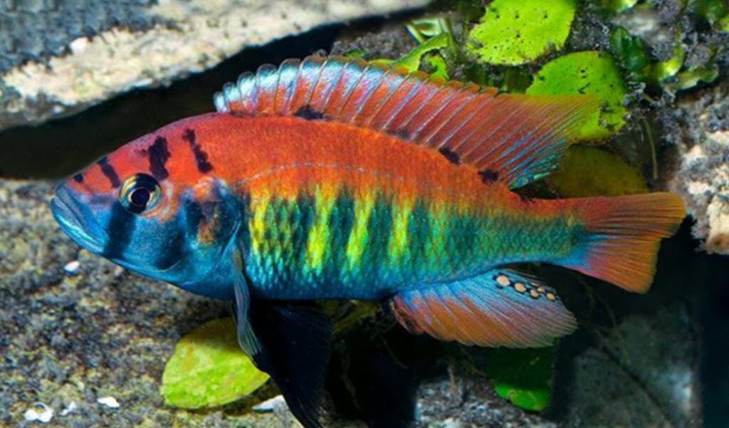 Pundamilia nyererei