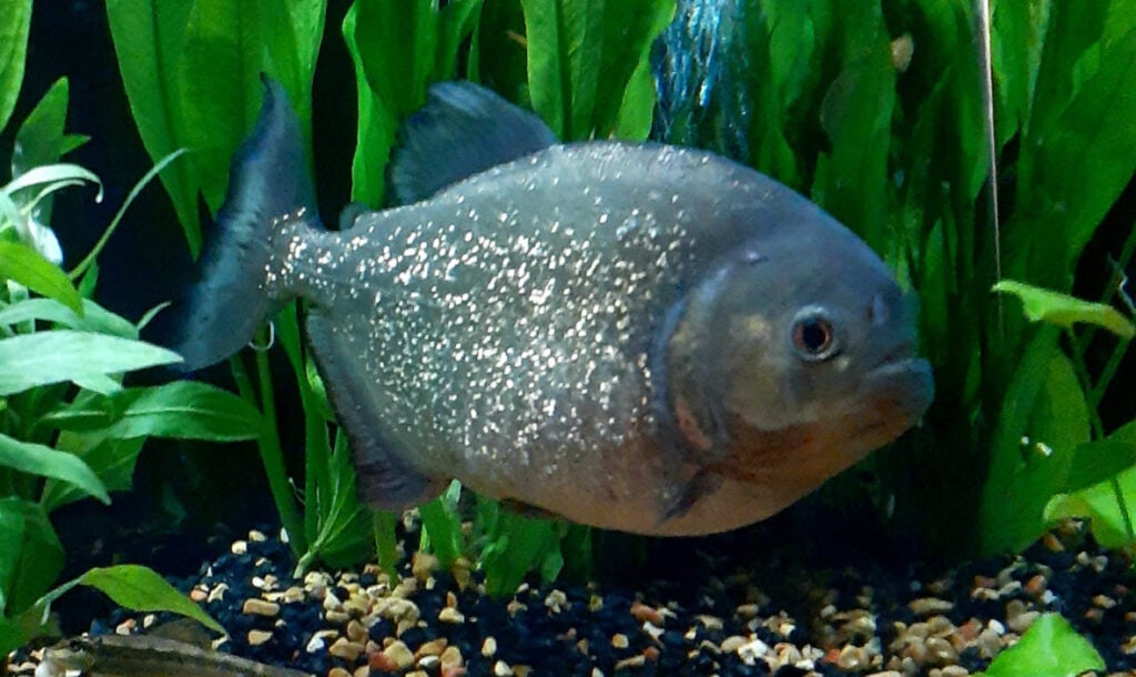 Pygocentrus nattereri - Red Piranha