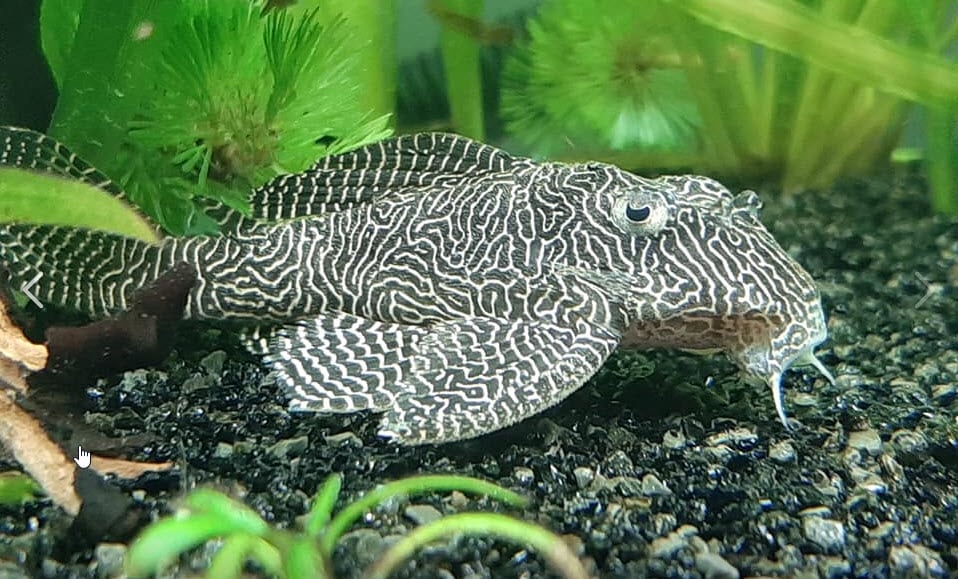 Queen Arabesque L260 pleco