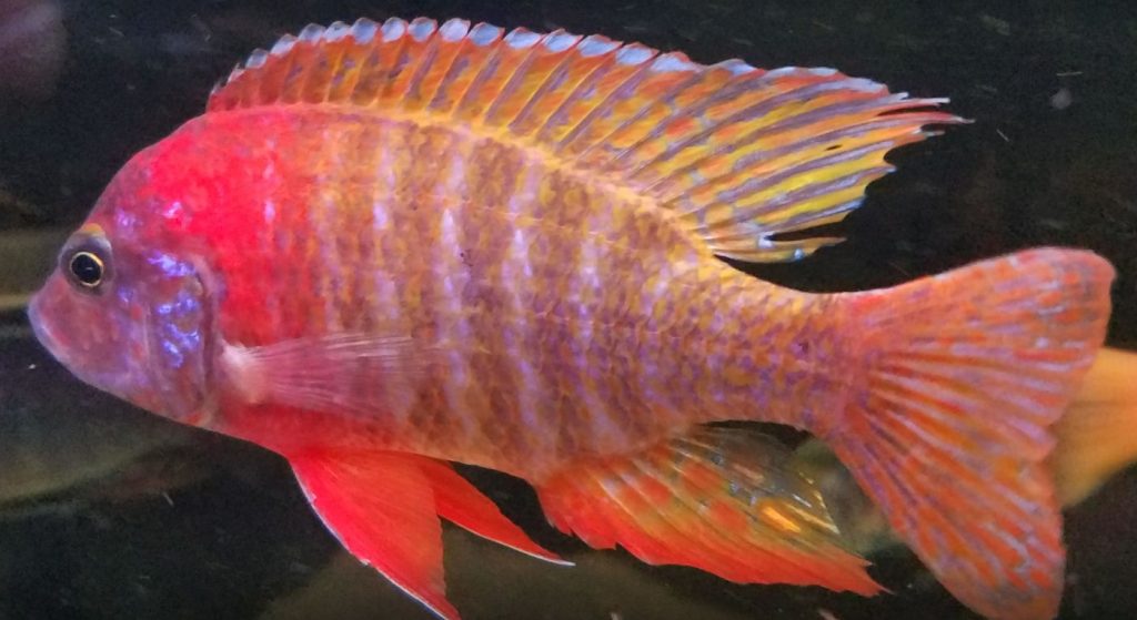 Red Fire Queen Peacock