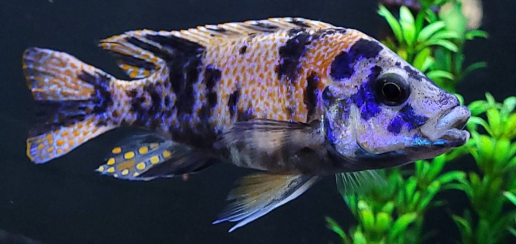 Sciaenochromis fryeri OB Fryeri