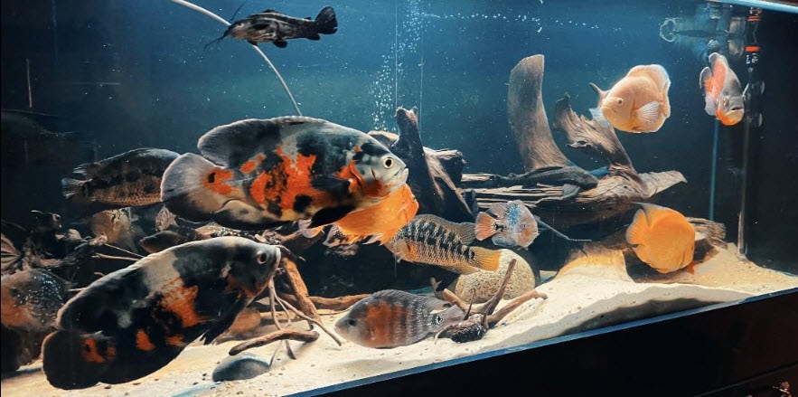 4.11. Aquarium Syndromen
