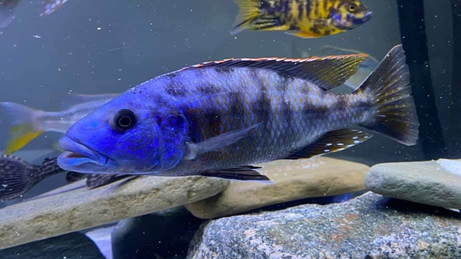 Tyrannochromis nigriventer
