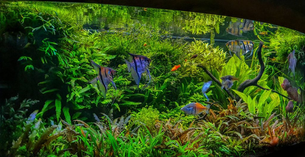 Waterhelderheidstest van aquarium filtermedia
