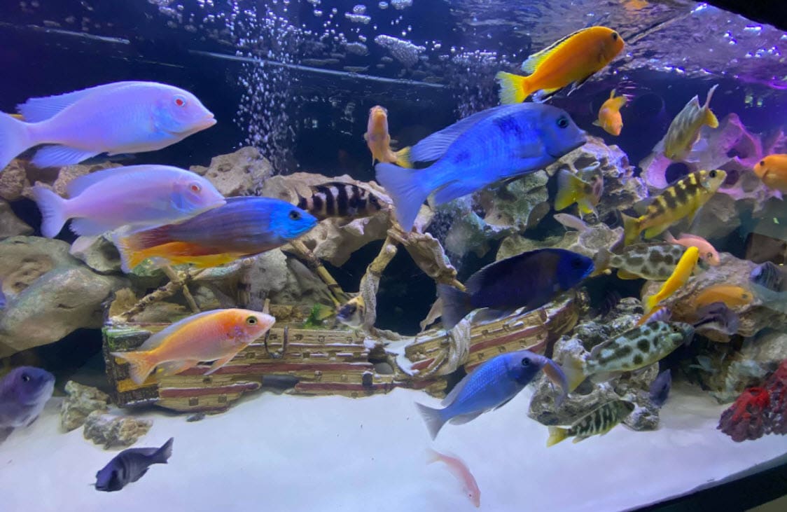 4.5. Waterhardheid, GH en KH in het aquarium
