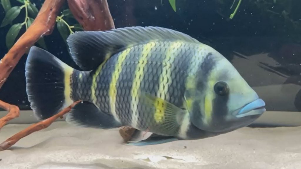 Zebra Tilapia