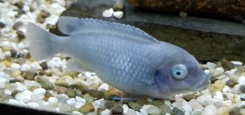 mbuna with Malawi Bloat