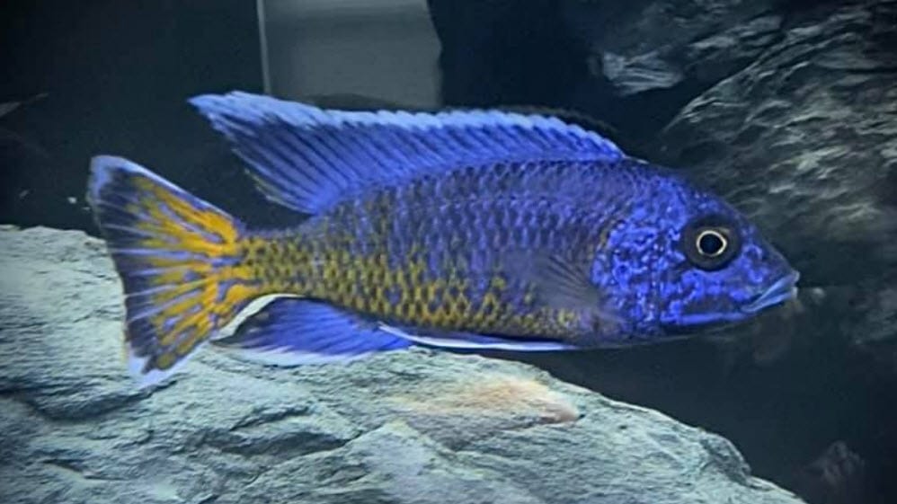 Aulonocara ngara Flame Tail