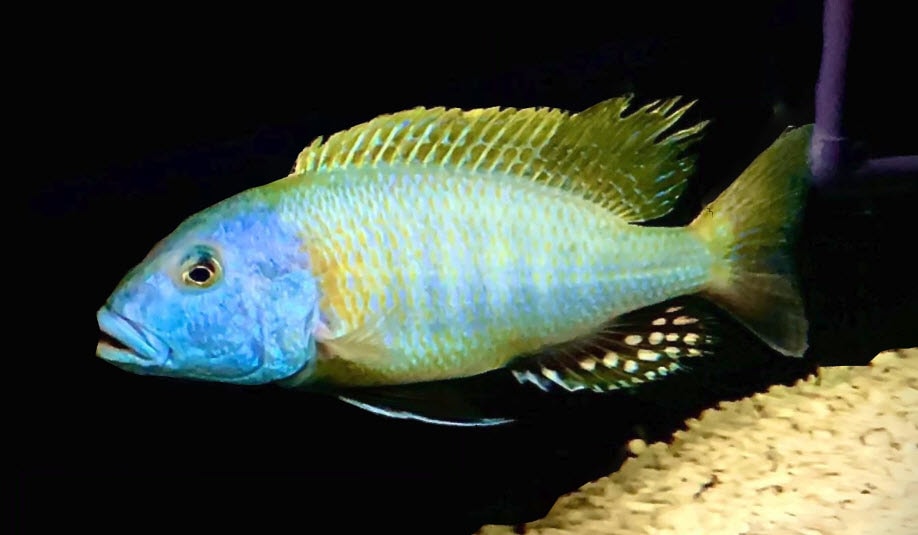 Buccochromis rhoadesii