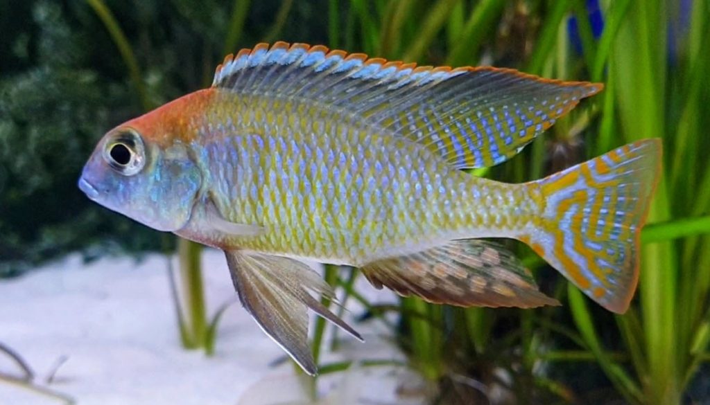 Lethrinops Red Cap Chirwa