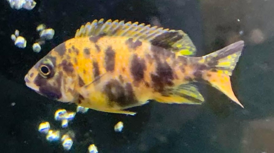 OB Peacock