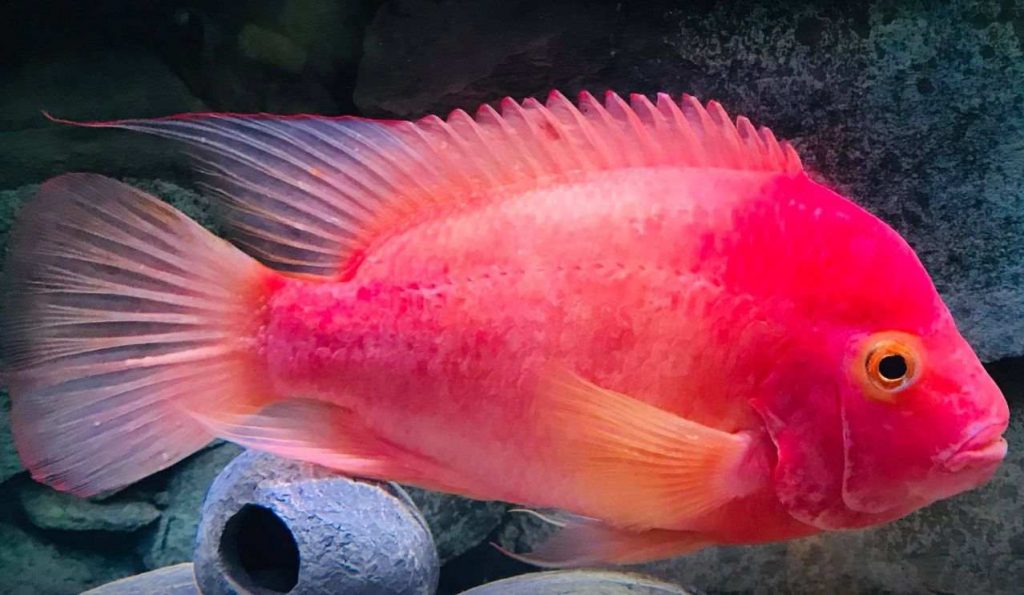 Amphilophus X Vieja Purple Rose Queen