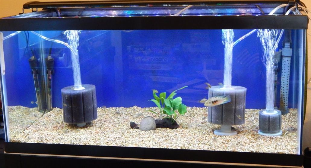 Aquarium Sponge Filters