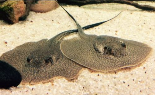 Aquarium freshwater skates