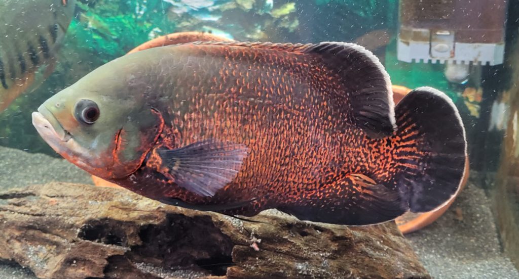 Astronotus ocellatus Oscar