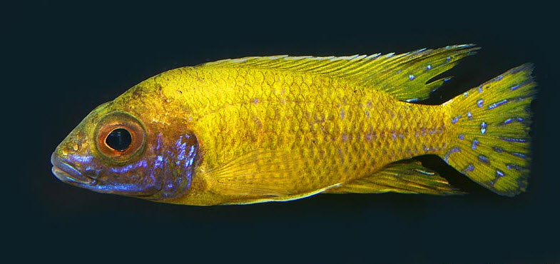 Aulonocara baenschi benga