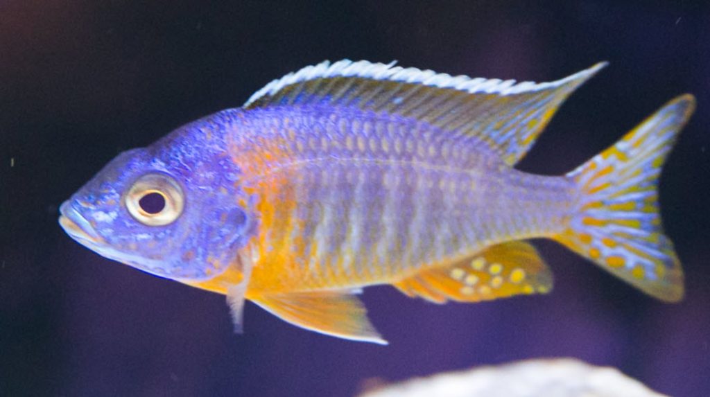 Aulonocara korneliae Blue Gold